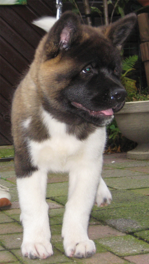 PUPS